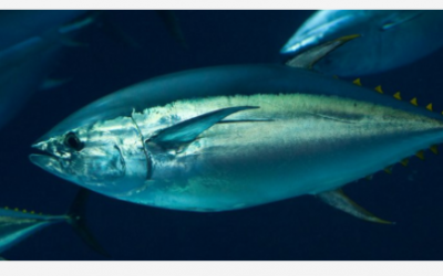 Pez Robótico Inspirado en el Atún