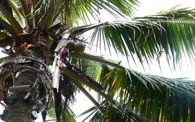 Amaran, el robot indio que trepa a los árboles para cosechar cocos