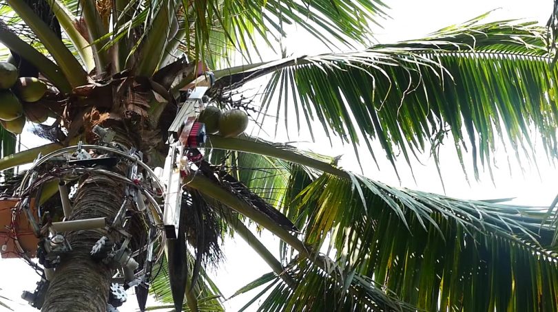 Amaran, el robot indio que trepa a los árboles para cosechar cocos