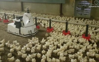 Octopus, el robot autónomo que limpia las granjas de pollos