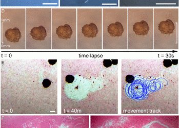 Crean los Primeros Robots Vivos a partir de Células de Rana Africana