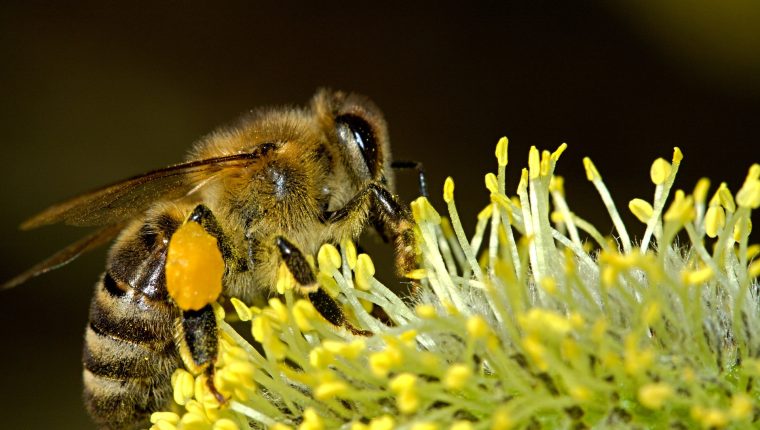 Científicos logran que abejas y peces se comuniquen entre sí mediante robots