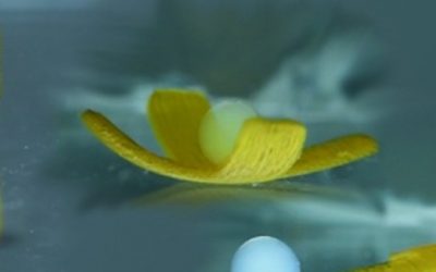 Robot acuático inspirado en criaturas marinas, camina, rueda y transporta carga