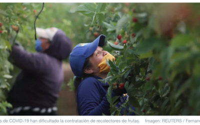 Este robot de IA volador puede recoger fruta, evitando el desperdicio en el proceso