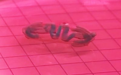 Diseñan robots a partir de células musculares que nadan y se auto-entrenan