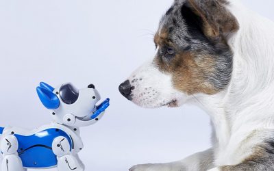 Conozca a Kate Darling del MIT: por qué deberíamos repensar nuestra relación con los robots