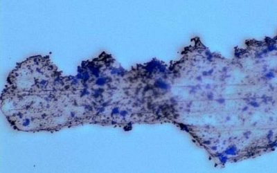 Descomponer microplásticos mediante robots del tamaño de bacterias