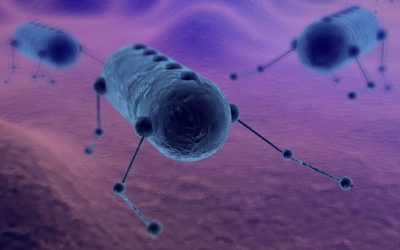 Aprender de pulpos, medusas y gusanos para crear robots