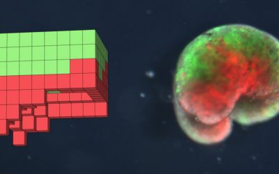 Desarrollan segunda generación de xenobots, los robots creados a partir de células de rana