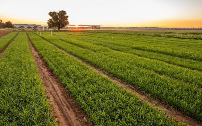 Robots e inteligencia artificial para guiar la primera granja completamente automatizada de Australia