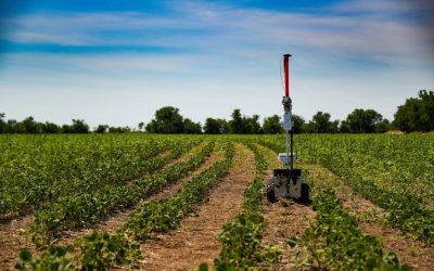 Greenfield Robotics utiliza robots para combatir las malas hierbas