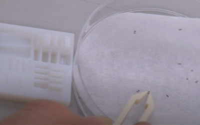 Estos pequeños robots magnéticos atraviesan el colon para suministrar de forma interna las medicinas