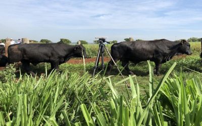 Robots, sensores y códigos QR para expandir los límites de la ganadería