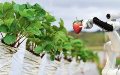 Cómo estos robots recolectores de lechugas están transformando la agricultura en una granja ‘manos libres’