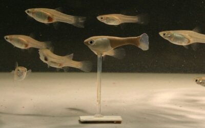 Cómo los científicos están usando animales robóticos para aprender acerca de los reales