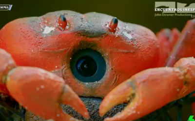 Así es el cangrejo robot enviado a la Isla de Navidad para obtener imágenes de animales