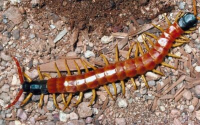 Robot ciempiés: la nueva generación de la robótica