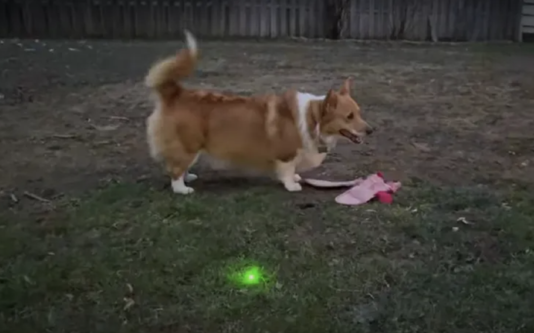 Joven crea robot con láser para detectar el excremento del perro