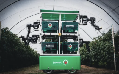 Revolución en los frutos rojos: Diseñan un robot recolector de frambuesas