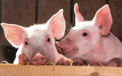 Exitosa primera clonación robótica de cerdos en China