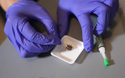 Unos investigadores han creado robots a partir de arañas muertas: así son los «necrobots»