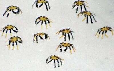 Conoce el robot caminante más pequeño de la historia: más chico que una pulga