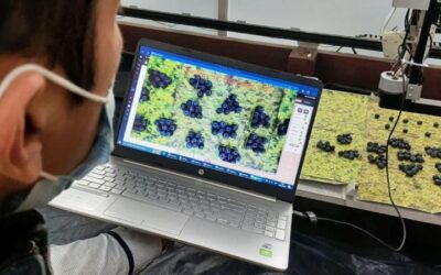 Investigadores de Trujillo desarrollan robot para mejorar la cosecha de arándano