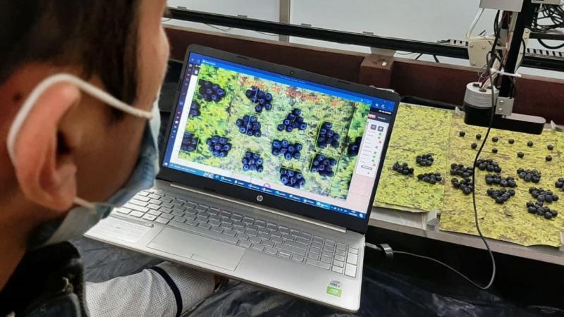 Investigadores de Trujillo desarrollan robot para mejorar la cosecha de arándano