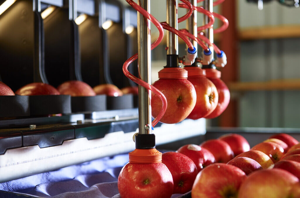 El robot Yummy Fruit alcanza el hito de envasar 20 millones de manzanas