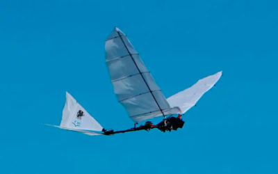 El ornitóptero español: el pájaro robótico que dominará la próxima generación de drones