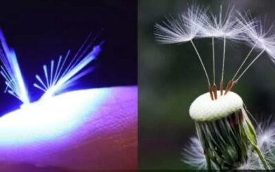 ¿Lo notarías? Crean un robot «hada» casi indetectable y engañoso que parece un diente de león flotando