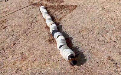 VIDEO/ Nuevo robot serpiente de la NASA podría ser clave en la búsqueda de vida fuera de la Tierra
