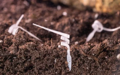 Este gusano es en realidad un robot biodegradable impreso en 4D para poder monitorizar el medioambiente