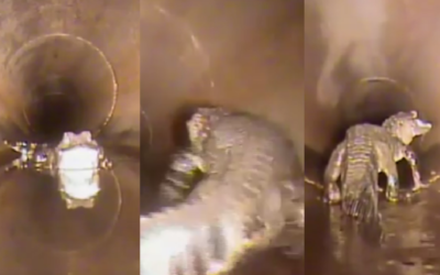 Pusieron una cámara robótica en las tuberías de una ciudad de Florida y descubrieron algo espeluznante