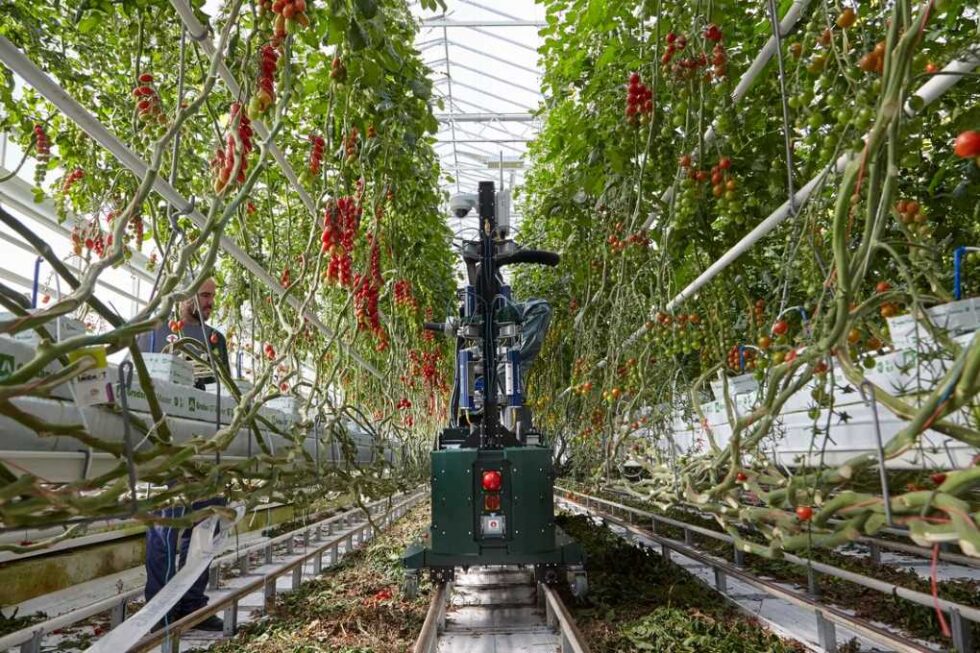 Cómo aunar genética y robótica para optimizar los tomates Iguana Robot