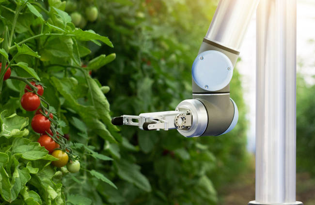 Investigadores crean un robot recolector de tomates siguiendo las instrucciones de ChatGPT