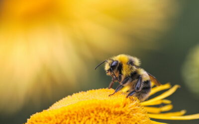 Investigadores crean una abeja robótica que puede volar en todas direcciones