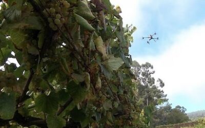 Terras Gauda apuesta por la inteligencia artificial y la robótica para modernizar sus viñedos y hacerlos más sostenibles