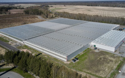 Un invernadero finlandés hace la transición a la polinización robótica