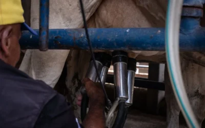 Las ventajas de implementar la sistematización en el ordeño y robótica en ganadería