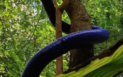 Desarrollan un robot que se parece a una planta: puede trepar y crecer como si fuera una enredadera