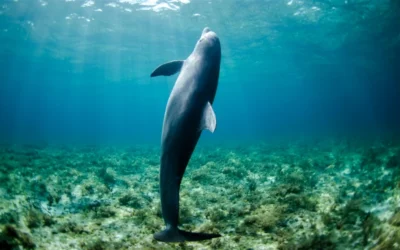 Científicos revelan el diseño de un robot inspirado en los delfines que ayudará a cuidar nuestras aguas