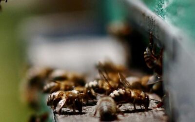 Proyecto «Abejas robot» de una universidad turca recibe un premio mundial de innovación