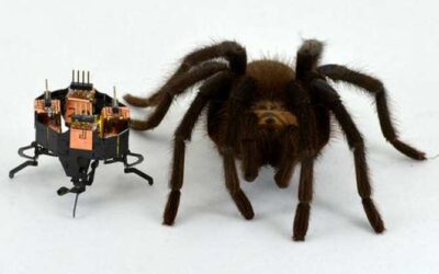 Araña con su imitadora robótica