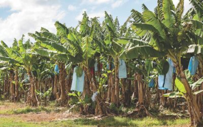 En Australia trabajan en innovación robótica en el cultivo de banana