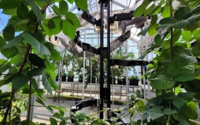 “Stickbug” el innovador robot polinizador que revolucionará la agricultura del futuro