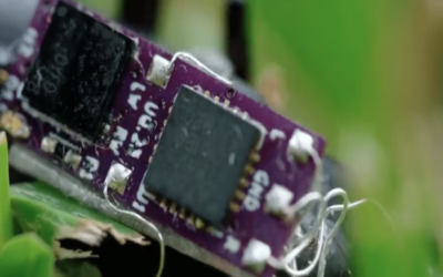 Mitad insecto, mitad robot: así son los escarabajos cyborg que podrían ser claves en los rescates del futuro