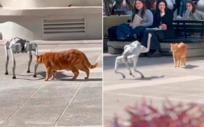 Encuentro viral en TikTok: gato y perro robot sorprende en una universidad