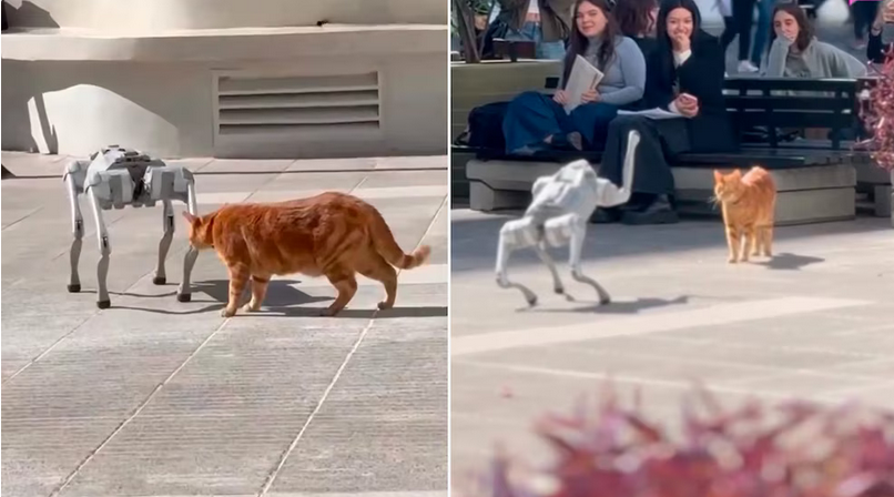 Encuentro viral en TikTok: gato y perro robot sorprende en una universidad