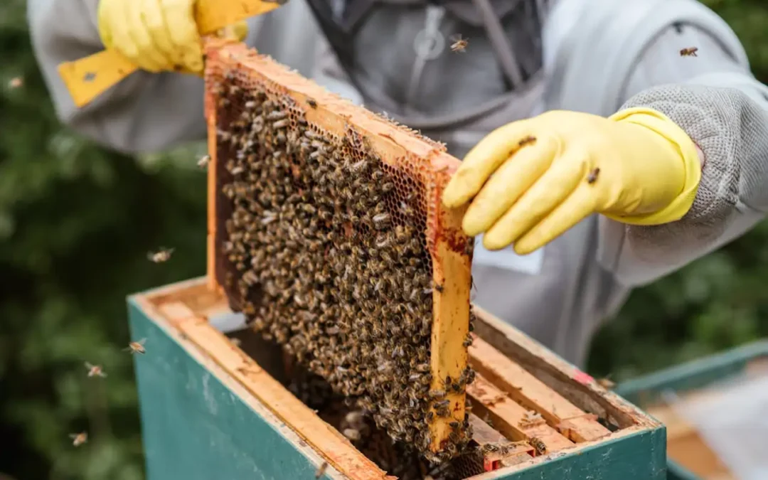 Cómo la IA puede salvar a las abejas